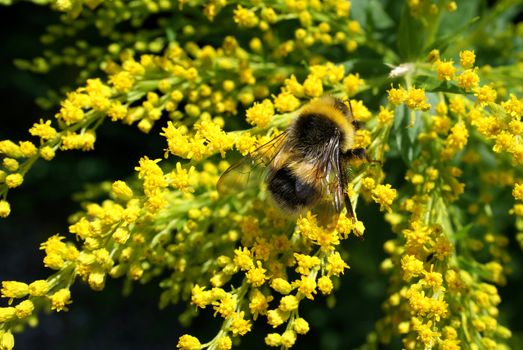 Bumblebee Bombus magnus feeding in Solidago gigantea flowers. The wide yellow collar of the insect extends down the sides of the thorax beneath the wing bases, which separates Bombus magnus from the nearly identical B. lucorum. Photographed in Salo, Finland in August 2010.