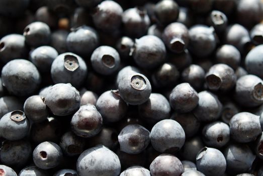 Fresh wild Bilberries (Vaccinium myrtillus) hand-picked in a Finnish forest in August 2010. Can be used as background.