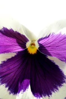 A white and purple pansy (Viola tricolor) photographed close up in backlight. 