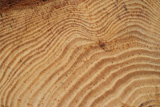 A detail of pine log showing the annual growth ring pattern. Photographed in Muurla, Finland in April 2010.
