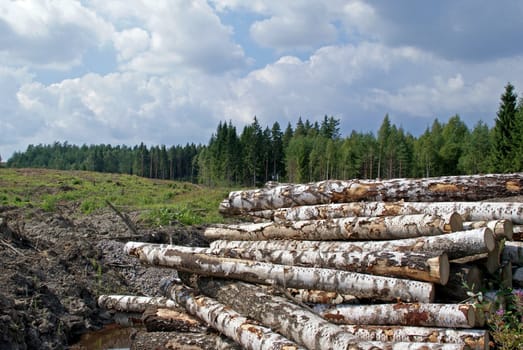 A pile of birch logs at forest clear cut in late summer.