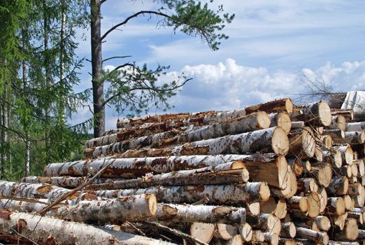 A pile of birch wood logs at the edge of forest on a summer's day.