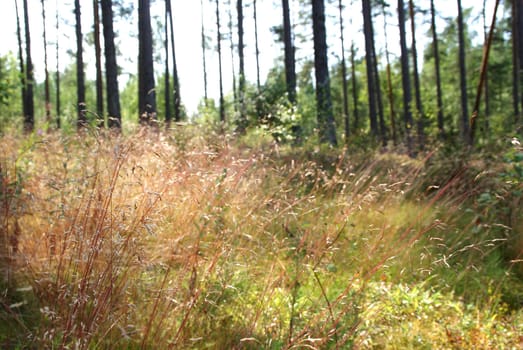 Backlight on the tree trunks and Wavy Hair-grass (Deschampsia flexuosa).