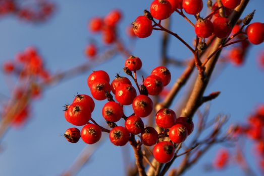 Rowan or Mountain Ash (Sorbus aucuparia) berries against the blue sky in November.