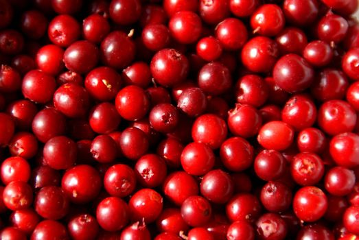 Fresh, hand-picked Cowberries or Lingonberries Vaccinium vitis-idaea) photographed close up. The berries have many health benefits.