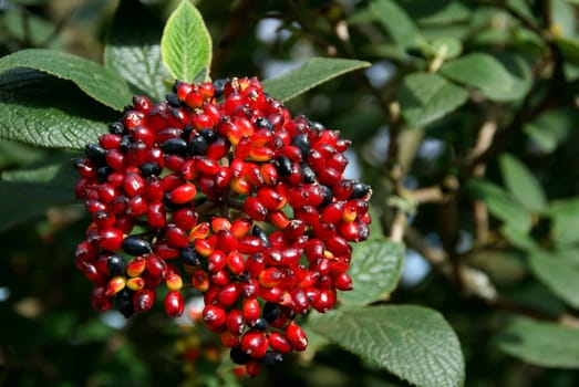 Vibrant Viburnum berries changing color from red to black in autumn. 
