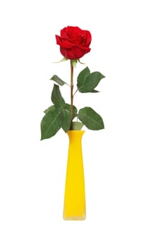 Nice red rose in yellow ceramic vase isolated on white background with clipping path