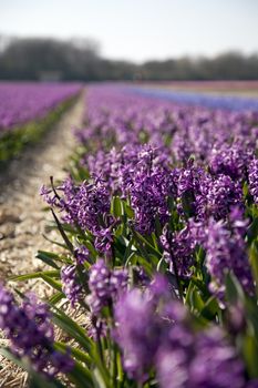 Hyacinths growing in field in Holland.