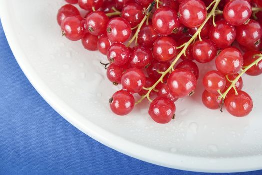 Close up of red currants on white plate with blue table cloth.