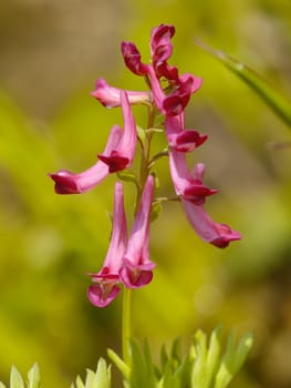 Inflorescence of red meadow flowers on a green background