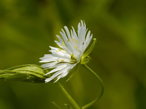 White meadow flower on a green background