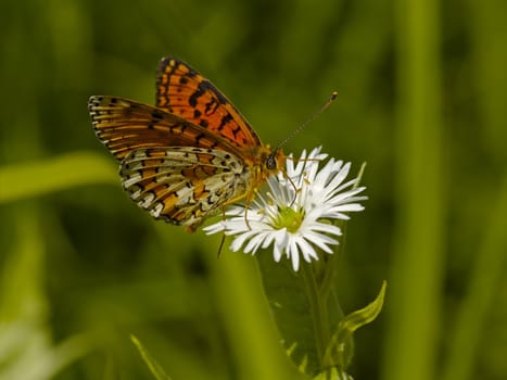 The motley butterfly on a white flower collects nectar