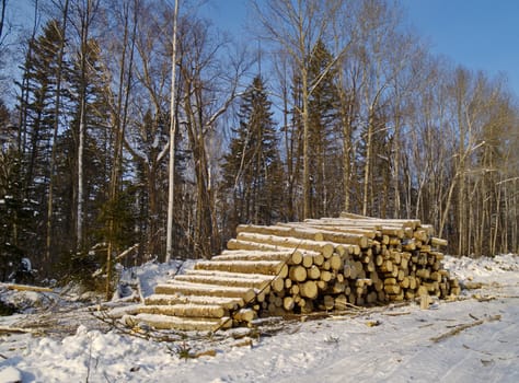 Stack of wood trunks in a taiga