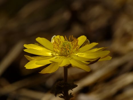 The Spring flower Adonis amurensis on dark background