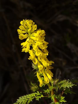 Inflorescence of yellow meadow flowers against a dark background