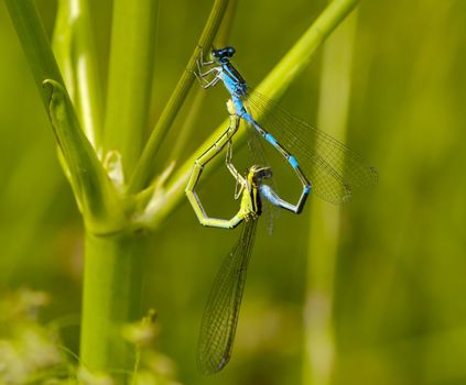 Green and dark blue dragonfly in the course of mating