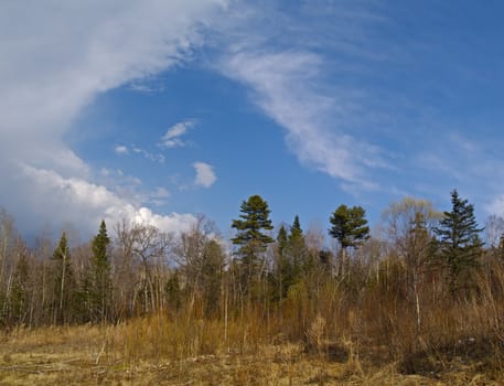 Wood on a hill slope under the cloudy sky