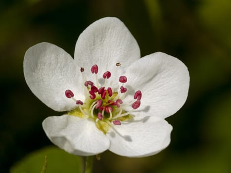 White meadow flower against a dark background