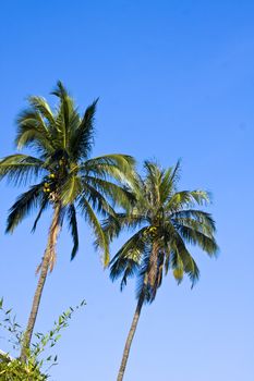 coconut palm and blue sky background for texture