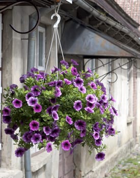 hanging petunia