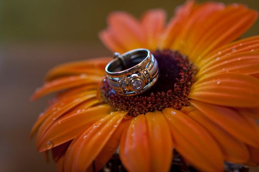 A beautiful ladies wedding ring pinned on the center of a striking orange flower covered in droplets