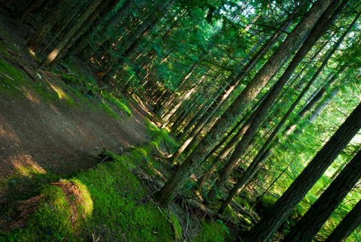 rain forest in bc canada