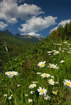 a white flower field and mou ntain landscape