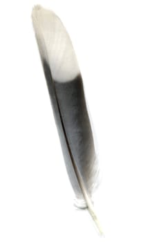 A bird feather isolated over white background