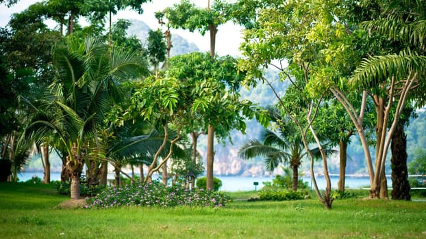 Tropical plants in the park