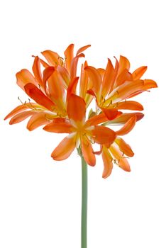 Orange lilly flower on isolated on white background.