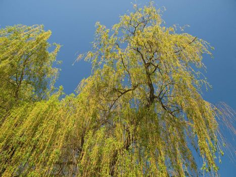 Willow tree against blue sky