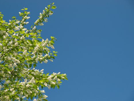 Blossoming bird cherry against blue sky