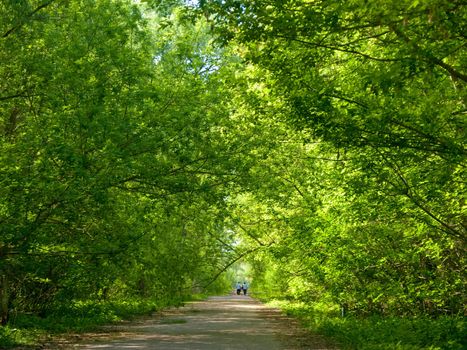Green canopy over a footpath in an old park, people walking