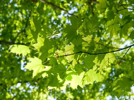 Maple tree branch in sunlight