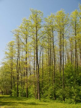 Tall trees rising into the sky in a park