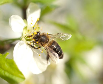Bee on a cherry tree blossom