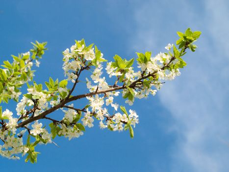 Branch of a blossoming cherry tree against blue sky 