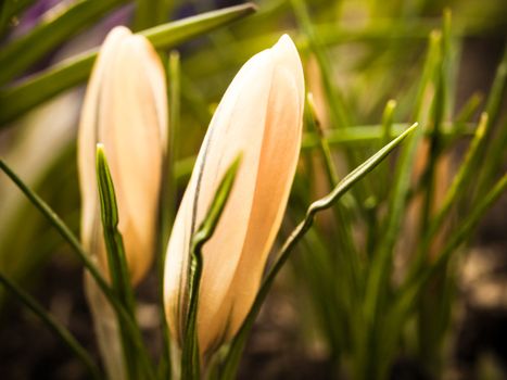 Yellow crocus in a flower garden