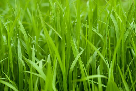 Blades of grass after the rain