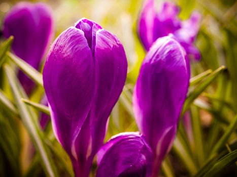 Purple crocus flowers in a garden, close-up