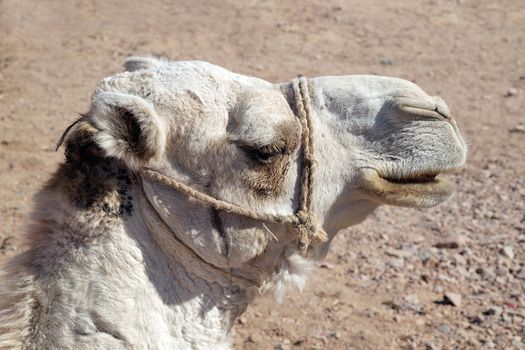 Close-Up of arabian camel head over desert background