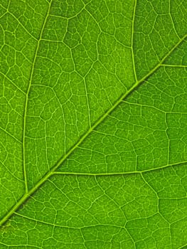 Closeup view of a green leaf texture