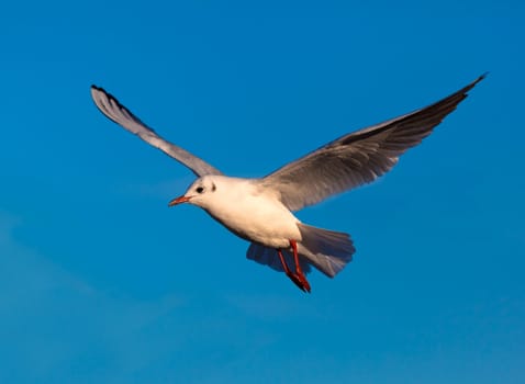 Gull in flight, captured at the Baltic coast