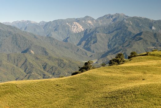 Yellow farm of tiger lily in countryside with mountains.