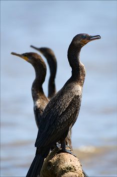 The bird family Phalacrocoracidae is represented by some 40 species of cormorants and shags.