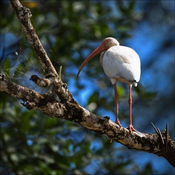 The white American ibis costs on a tree branch under a shining sun.