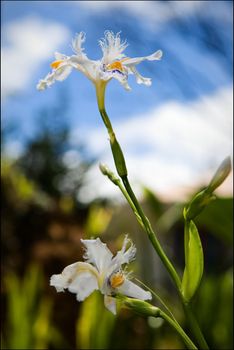 White iris against the blue sky in mountains Andes. 