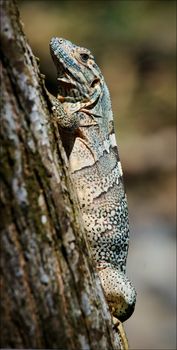 Lizard on a tree. On a thick tree trunk sits, basking in the sun, a lizard.