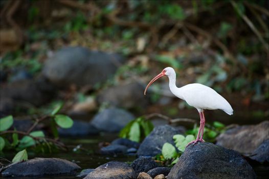 Ibis on a stone. The American white ibis costs on a stone at small river in forest.