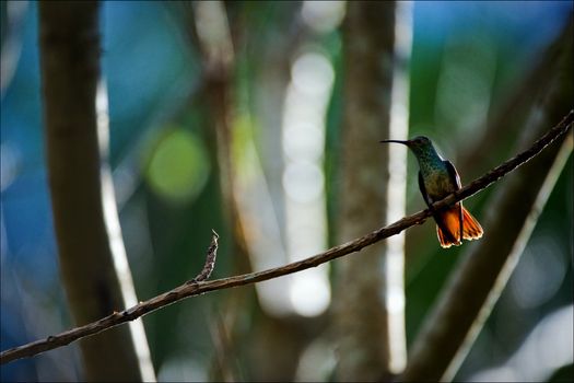The hummingbird on a branch. The hummingbird sits on a branch in an environment of the green foliage illuminated by the sun